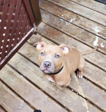 Tan blue nose pitbull for sale