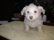 Coton de Tulear Puppies - Updated On All Shots Available For Rehoming Image eClassifieds4U