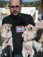 #BEAUTIFUL MALE AND FEMALE GOLDEN RETRIEVER PUPPIES FOR ADOPTION TO ANY CARING AND LOVING HOME. Image eClassifieds4U