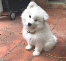 Breathtaking Ckc Samoyed Puppies Available