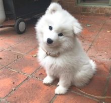 Breathtaking Ckc Samoyed Puppies Available Image eClassifieds4U