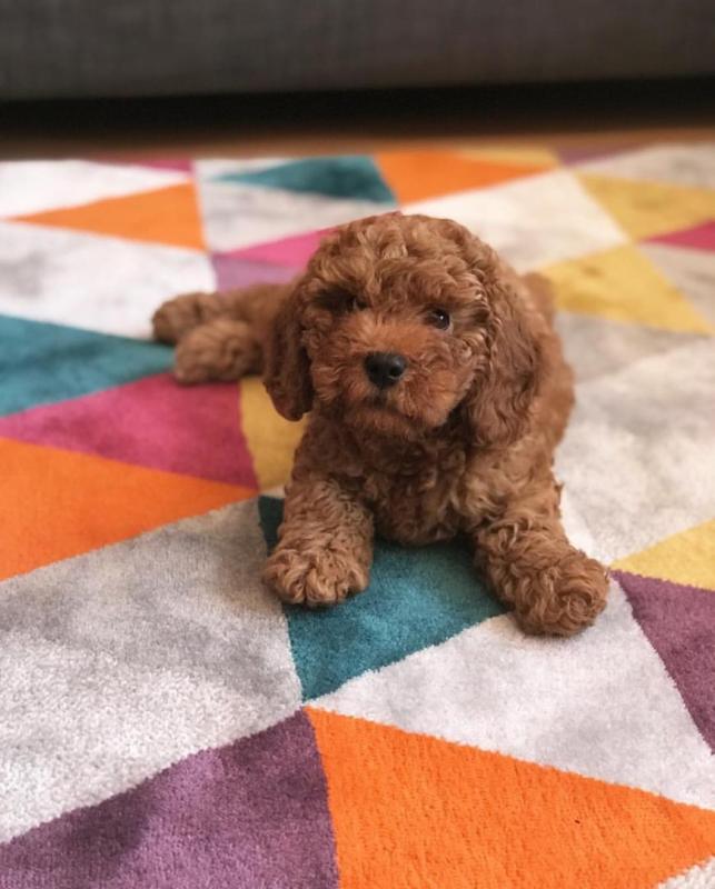 Fabulous Family Ckc Toy poodle Puppies Available [ justinmill902@gmail.com] Image eClassifieds4u