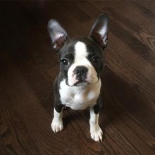 Charming Ckc Boston Terrier Puppies Available [ justinmill902@gmail.com]