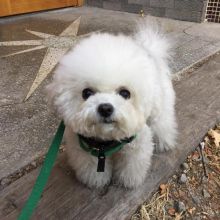 Dramatic Ckc Bichon Frise Puppies Available [ justinmill902@gmail.com]