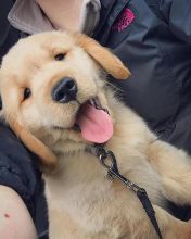 Energetic Ckc Golden Retriver Puppies Available [ justinmill902@gmail.com]