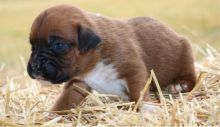 Adorable Ckc Boxer Puppies Available [ justinmill902@gmail.com]