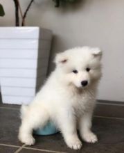 Breathtaking Ckc Samoyed Puppies Available