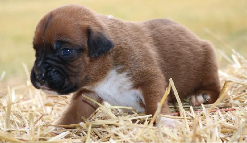 Adorable Ckc Boxer Puppies Available [ justinmill902@gmail.com] Image eClassifieds4u