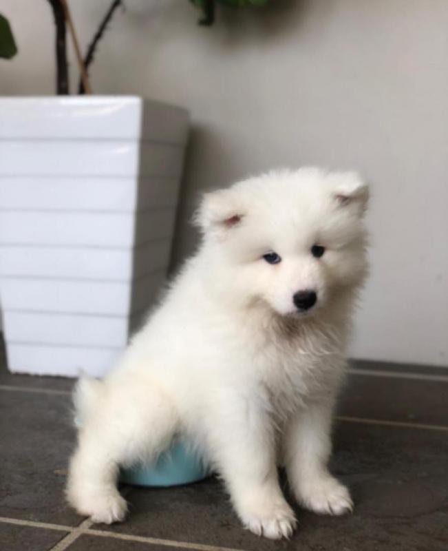 Breathtaking Ckc Samoyed Puppies Available Image eClassifieds4u