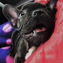 Astonishing Ckc French Bulldog Puppies Available Image eClassifieds4U