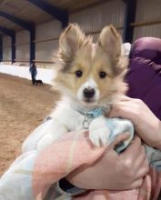 Eye-Catching Ckc Sheltie Puppies Available Image eClassifieds4U