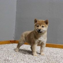 11 weeks old Shiba inu puppies