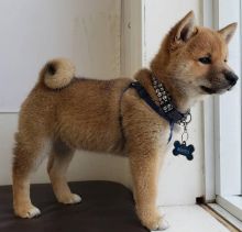 Dewormed and Fully vaccinated Shiba Inu Pups for adoption