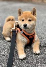 Purebred Japanese shiba inu Puppies