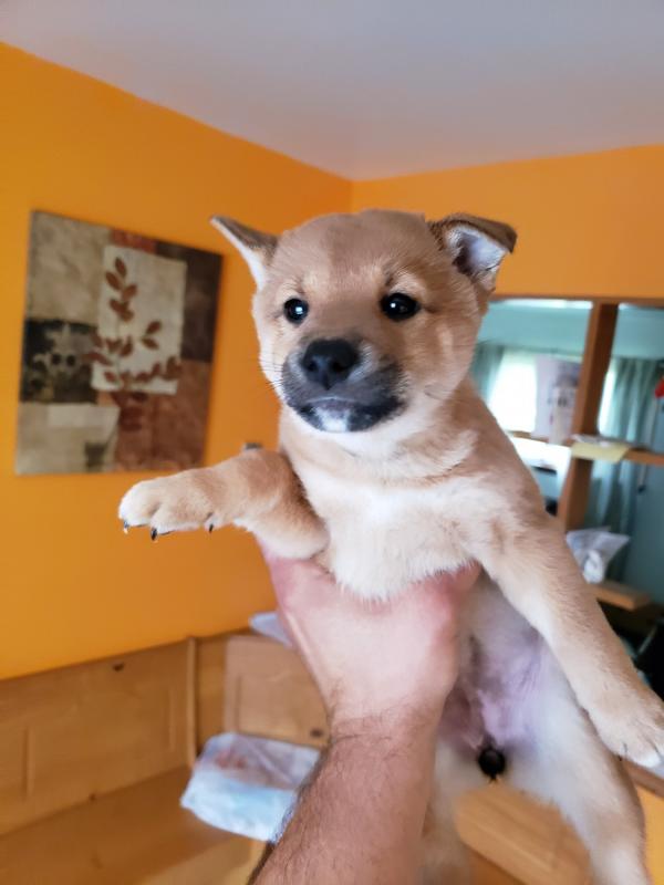 Japanese shiba inu pups purebred Image eClassifieds4u