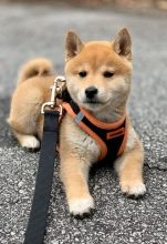Dewormed and Fully vaccinated Shiba Inu Pups for adoption Image eClassifieds4u 2