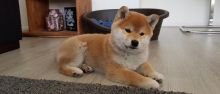 Shiba inu pups Registered Image eClassifieds4u 4