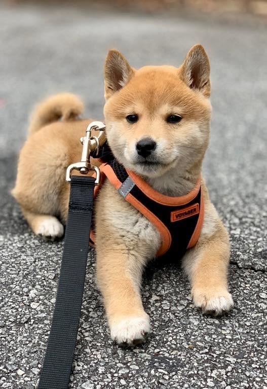 Males and Females purebred shiba inu puppies Image eClassifieds4u