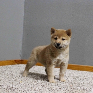 Quality Shiba inu pup's Image eClassifieds4u