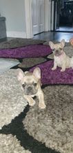 French Bulldog Puppies