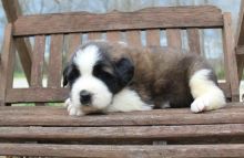 Most pretty Saint Bernard puppies for sale