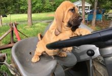 floren will Bloodhound now for sale Image eClassifieds4U