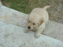 vcfdhgnn GOLDEN RETRIEVER PUPPIES Image eClassifieds4U