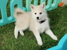 zxgfht Pomsky Image eClassifieds4U