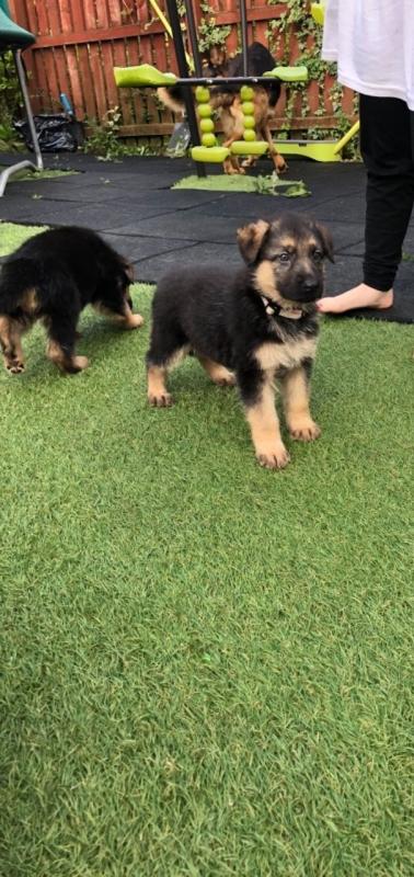 Our girl Bella GERMAN SHEPHERD PUPPIES Image eClassifieds4u