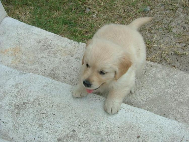 vcfdhgnn GOLDEN RETRIEVER PUPPIES Image eClassifieds4u
