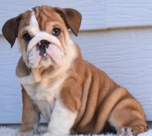 Dramatic Ckc English Bulldog Puppies