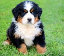 Energetic Ckc Bernese mountain Puppies