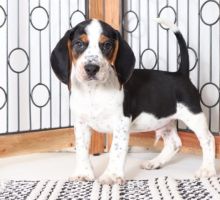 Fabulous Ckc Beagle Puppies