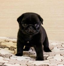 Amazing Pug puppies looking for adoption
