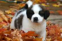 Charming Ckc st Bernard Puppies