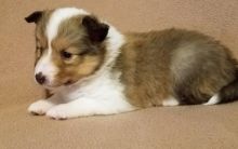 Ckc Sheltland Puppies For Re-Homing