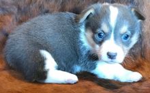 Healthy corgi Puppies For Re-Homing