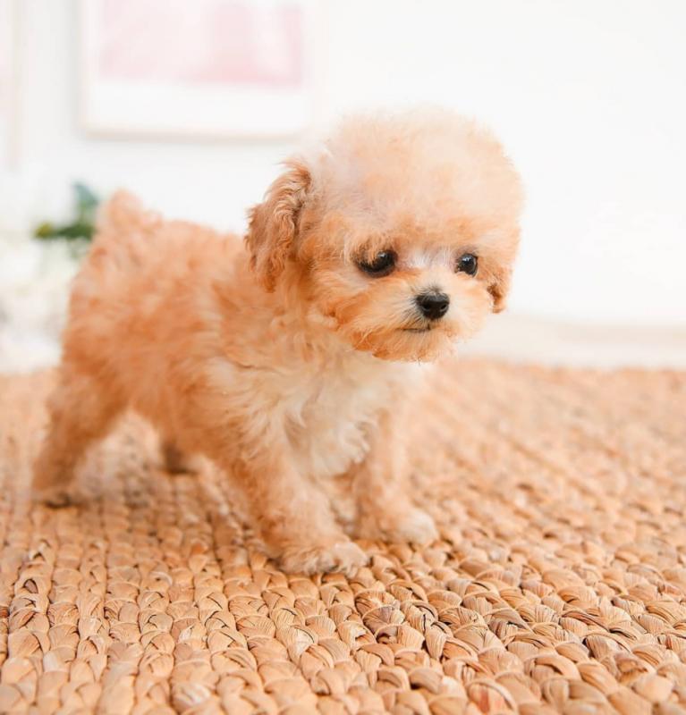 Enchanting Ckc Teacup Yorkie Puppies Image eClassifieds4u