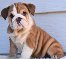 Dramatic Ckc English Bulldog Puppies Image eClassifieds4U
