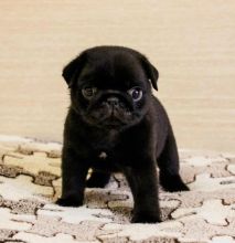 Amazing Pug puppies looking for adoption Image eClassifieds4U