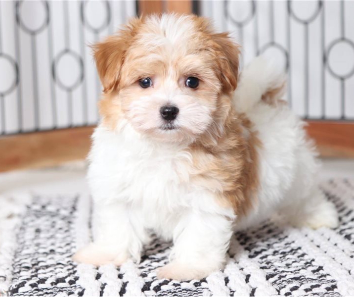 Remarkable Ckc Havanese Puppies Image eClassifieds4u