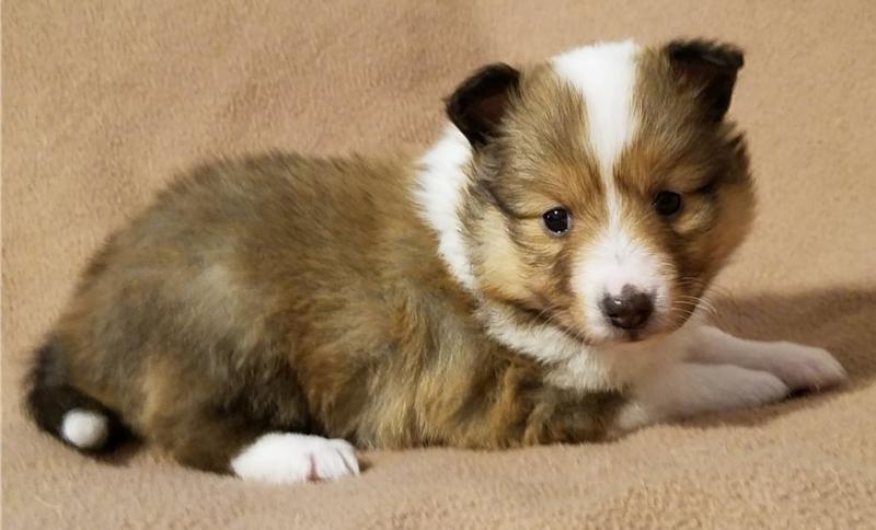 Ckc Sheltland Puppies For Re-Homing Image eClassifieds4u