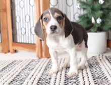 Fabulous Family Ckc Beagle Puppies