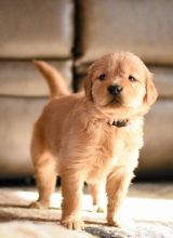 Fantastic Ckc Golden Retriever Puppies