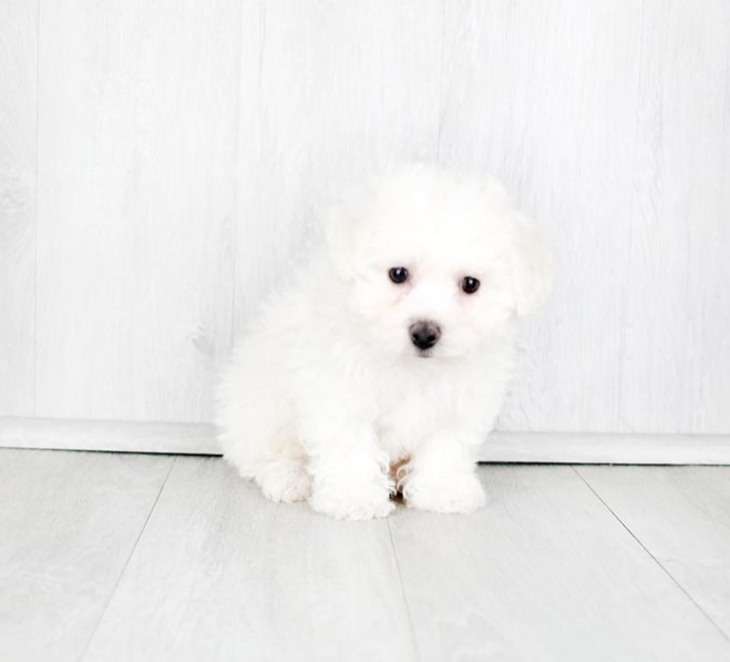 Adorable Ckc Bichon Puppies Image eClassifieds4u