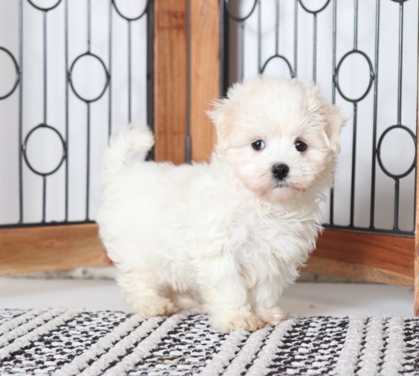 Sensational Ckc Maltese Puppies Image eClassifieds4u