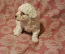 Bichon Frise, Pups* For Sale, Text (270) 560-7621