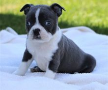 Engaging Boston Terrier Puppies For Sale, Text (270) 560-7621