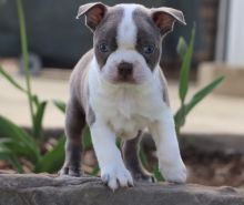 Enhanced Boston Terrier For Sale, Text (270) 560-7621