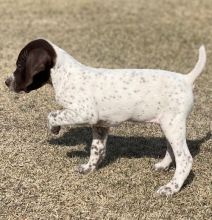 exemplary German Shorthaired Pointer Puppies For Sale, (270) 560-7621